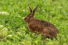 17 Feldhase - Lepus europaeus